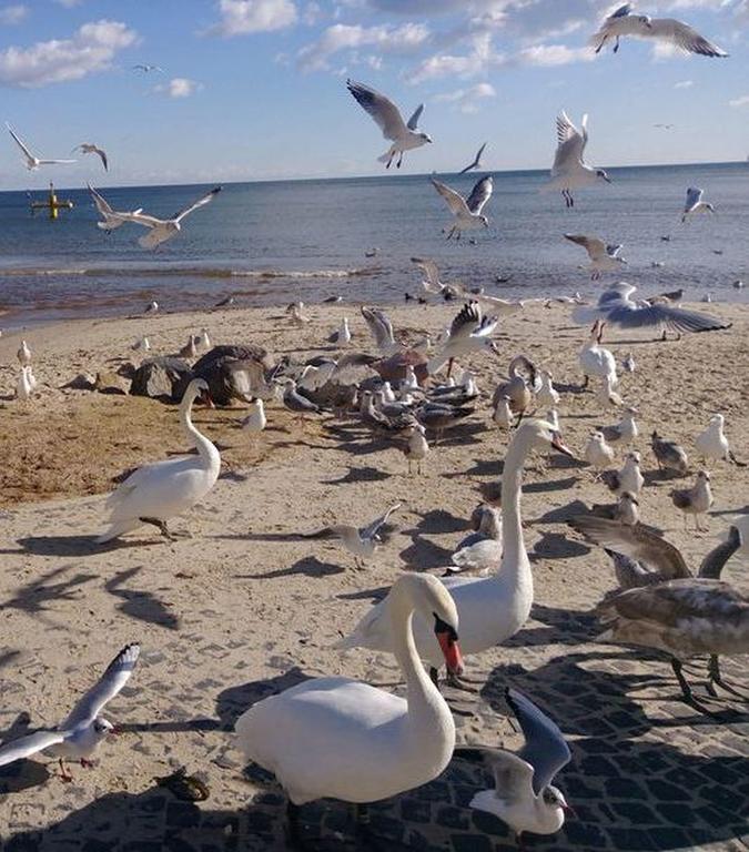 Kolibki Apartment - Hav Aparts Gdynia Bagian luar foto